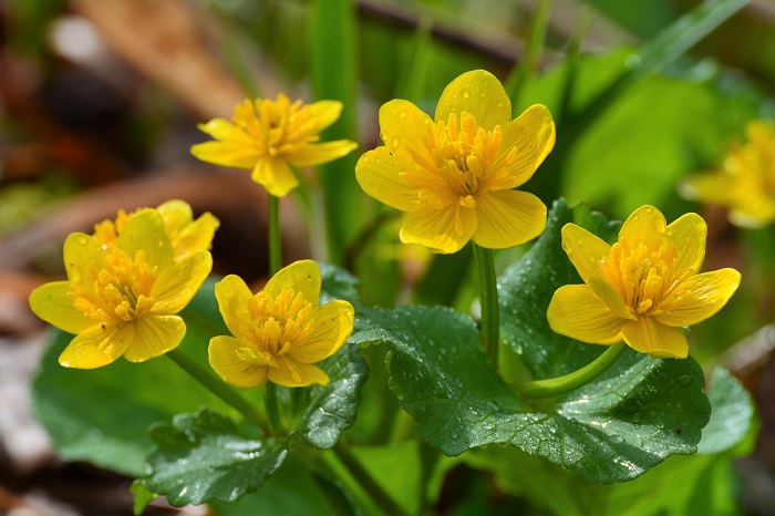 リュウキンカの黄色と緑の光景はまさに尾瀬国立公園の春を代表するような可憐で綺麗な光景であると思います(２０２０年５月２７日）。