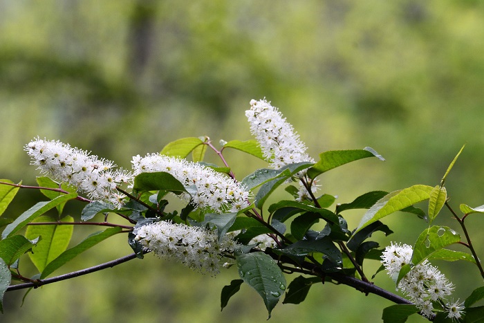 ウワミズザクラの花が見頃を迎えたのが５月末のこの頃でした(２０２０年５月２７日）。