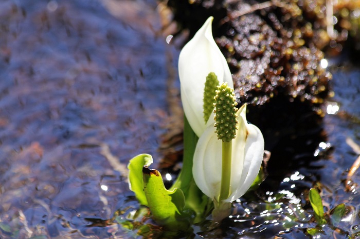 水辺に咲く水芭蕉の姿は、いつ見ても本当に心癒される春の最高の光景です（２０２０年５月２９日）。