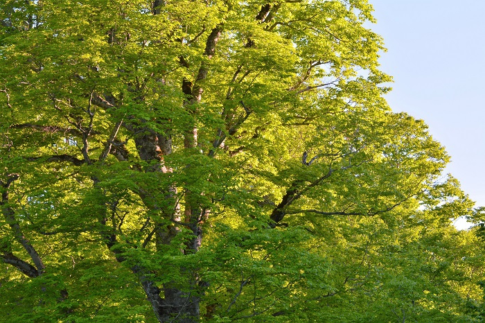 夕陽に輝く尾瀬ブナ平のブナの原生林の新緑の光景です（２０２０年５月２９日午後５時３０分）