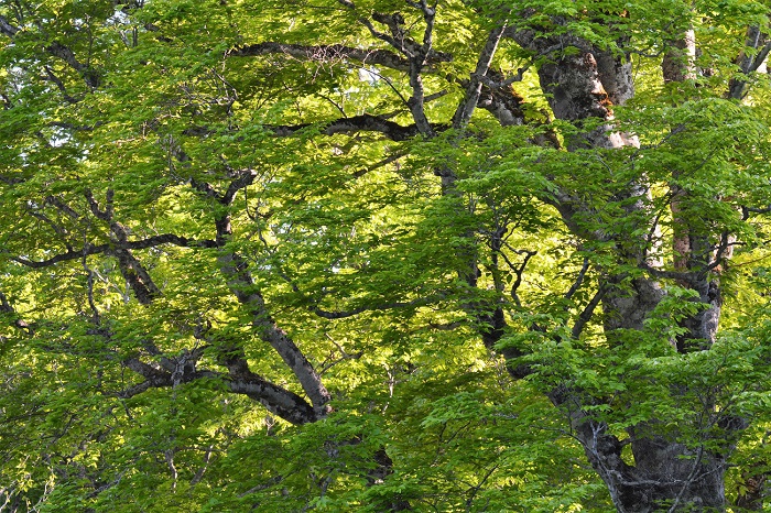 夕陽が差し込む尾瀬ブナ平のブナの原生林の新緑の光景です（２０２０年５月２９日午後５時４０分）。