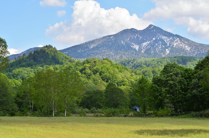 小沢平開墾地より東北以北の最高峰・燧ケ岳（標高２３５６ｍ)を望む。この写真の手前は今は蕎麦畑ですが、昭和５０年代初期から平成の初期のころまでは一面フキ畑でした（２０２０年新緑の頃・開墾地草刈り作業にて）。