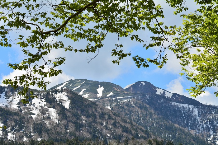 尾瀬御池登山口の御池湿原近くより、新緑の奥に残雪残る燧ケ岳を望んで（２０２０年５月２９日）。