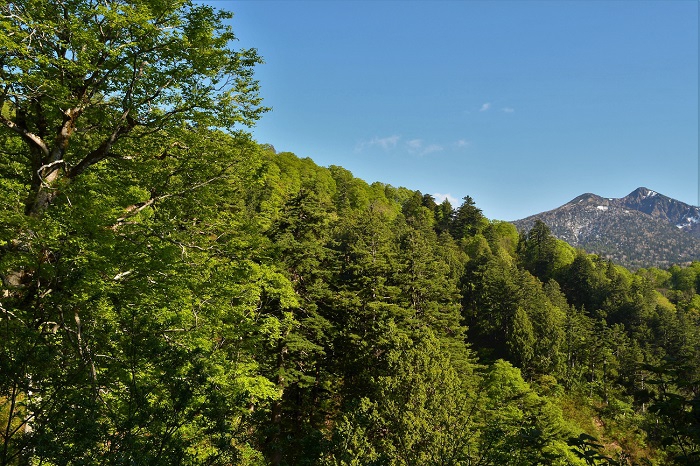 小沢平ブナ樹海ラインの、へつり地点の鮮やかな新緑の奥に東北以北の最高峰、尾瀬のシンボル・燧ケ岳を望んで（２０２０年５月２９日）。