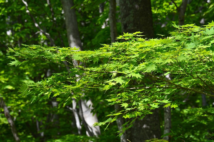 美しいモミジがまさに無限に見られるような、大自然に包まれた小沢平ブナ樹海ラインです（２０２０年５月２９日）。