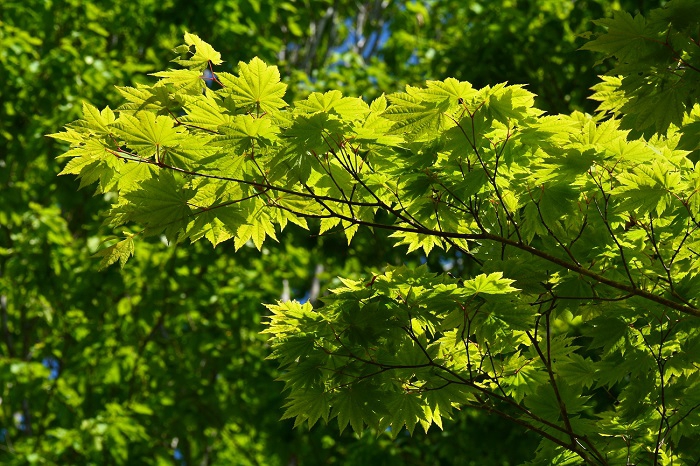 この日、小沢平ブナ樹海ラインはモミジの新緑とともに、光り輝く最高の春の光景が見られました（２０２０年５月２９日）。