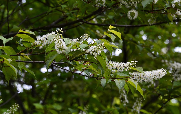 ６月２日のこの日、早朝の時間帯で見るウワミズザクラの花々は朝露に濡れて本当に美しい姿が見られました（２０２０年６月２日）。