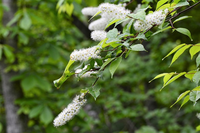 ウワミズザクラの花は、原生林内では、あまり目立たないかもしれませんが、本当に美しく可憐ですし、神秘的です（２０２０年６月２日）。