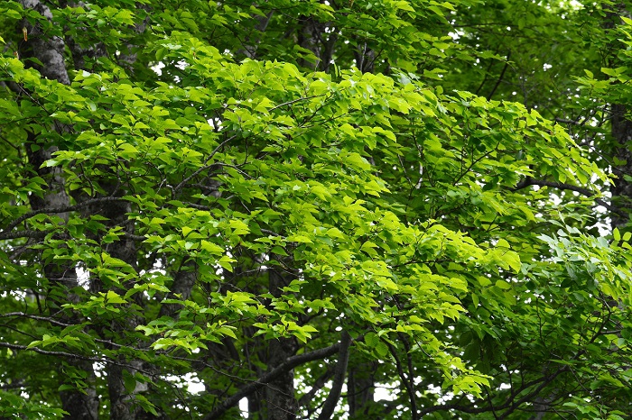 この日、新緑は、今シーズンの全盛を迎えたことがはっきりとわかるほど鮮やかなものでした（２０２０年６月２日）。