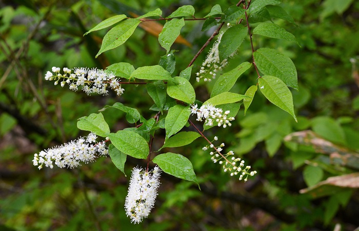 ウワミズザクラは、自治体の国道沿いの樹木として推薦されているところもあるほど、人気も高く、また、貴重な樹木であり美しい花々です（２０２０年６月２日）。