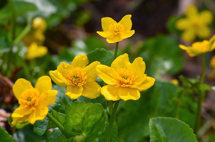 尾瀬国立公園のかけがえのない春の名花・リュウキンカです。鮮やかな黄色の輝きを魅せるリュウキンカの季節が始まりを迎えたのがこの頃でした（２０２０年６月２日）。