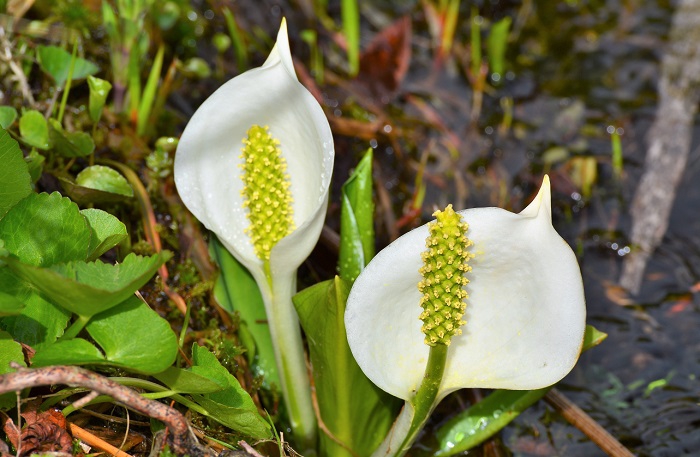 水芭蕉はまだ始まったばかりで、本当に小さな水芭蕉があちこちで見られました（２０２０年６月２日）。