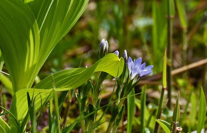 コバイケイソウのそばでさりげなく咲くタテヤマリンドウの姿も花の楽園・尾瀬の姿そのものです（２０２０年６月２日）。