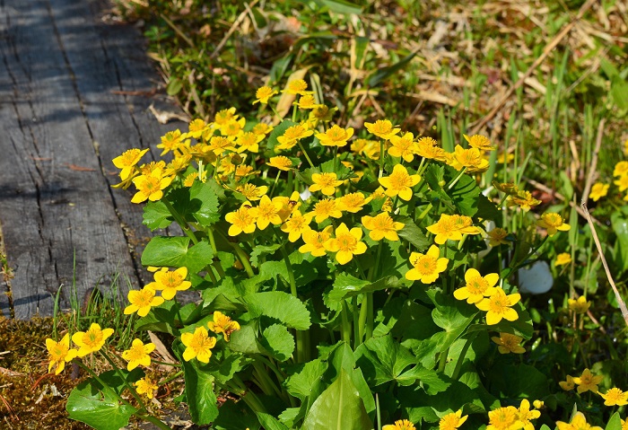 兎田代では、リュウキンカが満開で、本当に綺麗でした（２０２０年６月３日）。