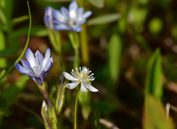 タテヤマリンドウとミツバオウレンが仲良くそろって。まさに花の楽園・尾瀬ならではの光景です。本当に綺麗ですね（２０２０年６月３日）。