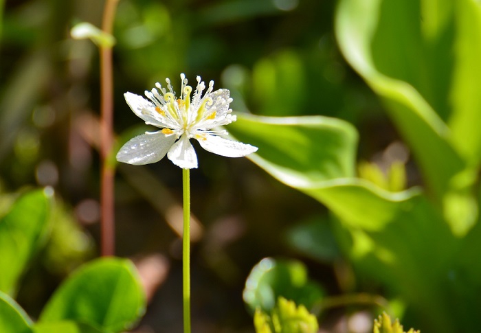 ミツバオウレンは、本当に小さい花ですが、良く見ると、輝きが素晴らしく、女性にも人気の美しい花です（２０２０年６月３日）。
