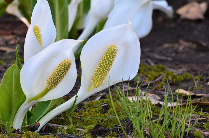 長い冬の終わりに雪解けとともに姿を魅せる水芭蕉。大好きな季節です（２０２０年６月８日）。