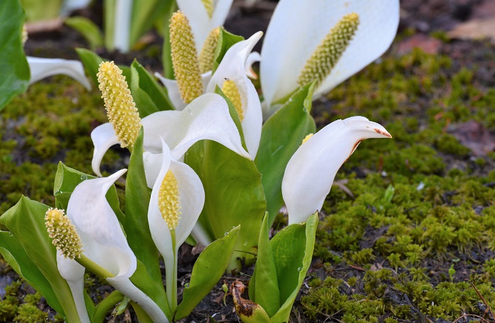 早朝の朝露残る尾瀬国立公園の湿原を純白の美しさに染める水芭蕉の大群落が今年も見られました（２０２０年６月８日）。