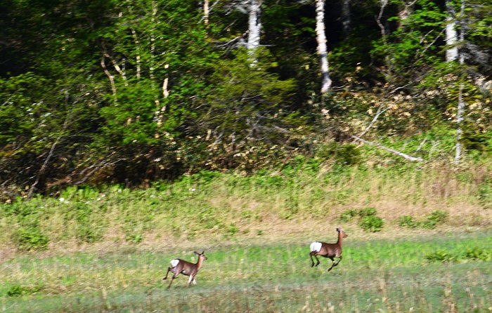 尾瀬御池湿原を楽しそうに走り回る日本鹿の光景です。親子の鹿かな。動物も大好きですが、恒久の遥かなる歴史により生まれてきたかけがえのない湿原がかわいそうで、本当に残念な光景です（２０２０年６月８日・午前６時３５分尾瀬御池湿原にて）。