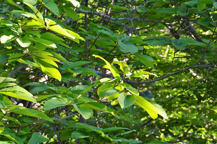 朝日を浴びて光り輝くホウの木の姿は原生林の大好きな光景の一つです（２０２０年６月８日・午前5時19分尾瀬ブナ坂にて）。