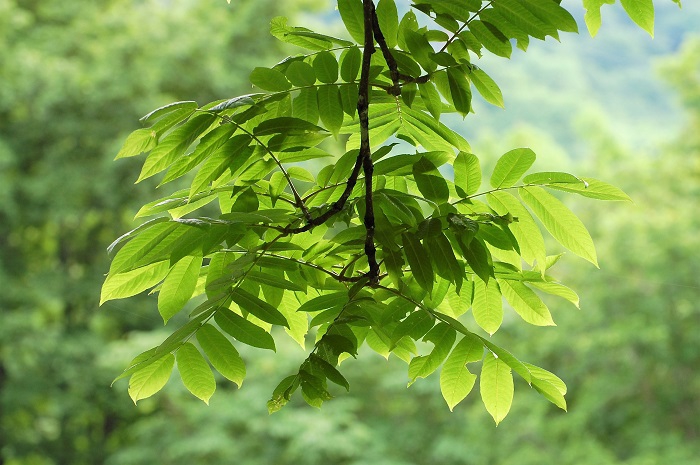 太陽の光を浴びて輝くサワグルミは、ブナ林や沢沿いの原生林の中でも葉の姿は、とても美しいものです（２０２０年６月１４日）。