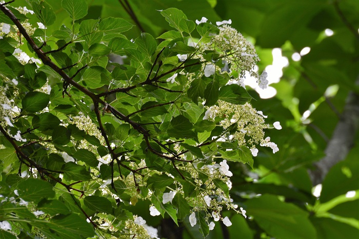 ホウの木の大きな葉の中に包まれるように咲くツルアジサイの姿は、６月の原生林内の大好きな光景の一つです（２０２０年６月１５日・小沢平ブナ樹海ラインにて）。