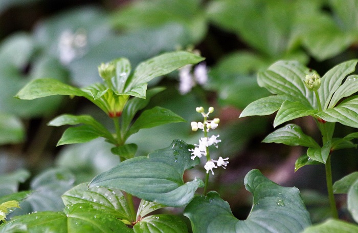 舞鶴草も、この頃かわいい純白の花々をつけはじめ、今年の花期の始まりを迎えている姿が見られました（２０２０年６月１６日）。