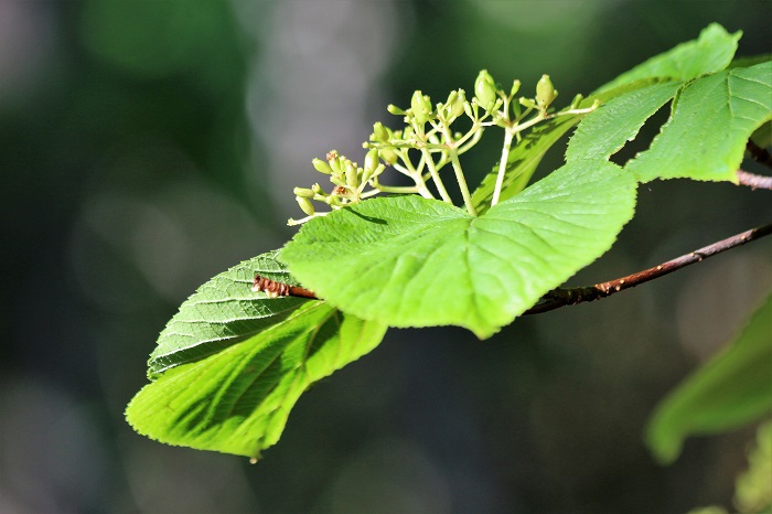 オオカメノキの花々が花から実へと移り変わってゆく姿が日ごとに変化してゆく姿が見られたのがこの頃でした（２０２０年６月１６日）。