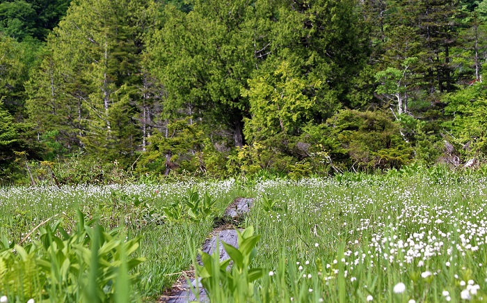 ウサギ田代で、満開のワタスゲの光景が見られ始めたのもこの頃でした（２０２０年６月１６日）。