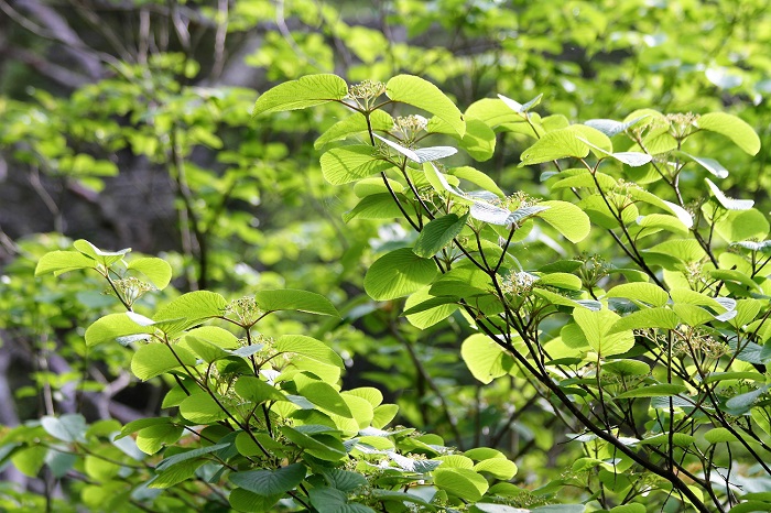 尾瀬御池湿原から姫田代湿原の間にも多くのオオカメノキが樹立しており、春の純白の花々から美しい緑の季節、そして秋の赤い実の季節まで、四季折々の季節の風景が見られます（２０２０年６月１８日・午前６時２４分）。