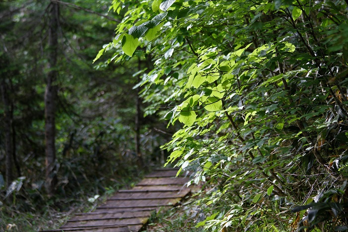 静かで、四季折々の風景や花々の景観そして燧ケ岳のすそ野の大自然の光景が続く、尾瀬国立公園・裏燧林道です（２０２０年６月１８日・午前６時５０分）。