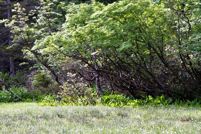 美しいナナカマドの葉の下に、コバイケイソウと一面咲き広がるワタスゲの光景が姫田代湿原の美しさを物語っているようでした（２０２０年６月１８日・午前６時４５分）。