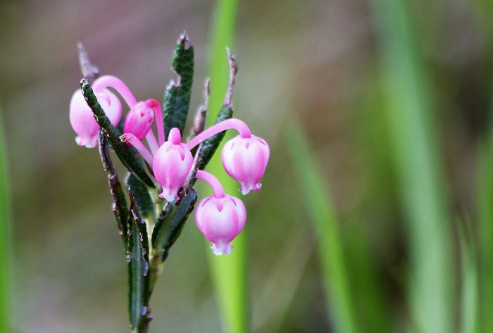 ヒメシャクナゲは尾瀬野の和室８畳の名前にも選びましたが、いつ見つめても本当に綺麗であり、希少な花です（２０２０年６月１８日）。