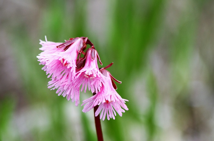 コオニユリと同じく、下を見て咲くイワカガミです。ピンク色の姿、本当に可憐で綺麗です。「上を見たとて仕方がないと下を見て咲くユリの花」。この花言葉、大好きです（２０２０年６月１８日）。