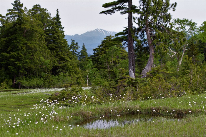 湿原に綺麗に残る池塘の周りに無数に咲くワタスゲ。画像の奥にも無数に咲き広がる真っ白いワタスゲの群落が見えます。池塘のそばに咲くワタスゲの光景、尾瀬ならではの風景ですね（２０２０年６月１８日）。