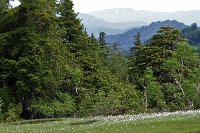 ワタスゲが満開の季節を迎えた上田代湿原より山深い越後連山の方角を望んで（２０２０年６月１８日）。