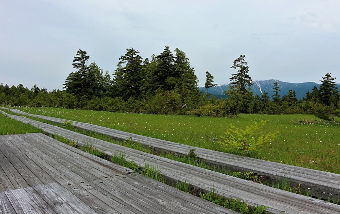 美しい高山植物の花々が満開の６月中旬。本当に静かな裏燧林道でした（２０２０年６月１８日）。