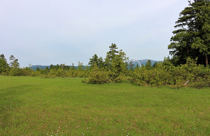 針葉樹林と広大な湿原の光景が美しい、尾瀬ならではの光景です（２０２０年６月１８日）。