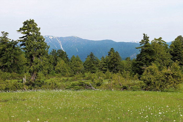 針葉樹林と広大な湿原の光景が美しい、尾瀬ならではの光景です。裏燧林道からの越後連山の眺めは、いつ見ても本当に最高です（２０２０年６月１８日）。