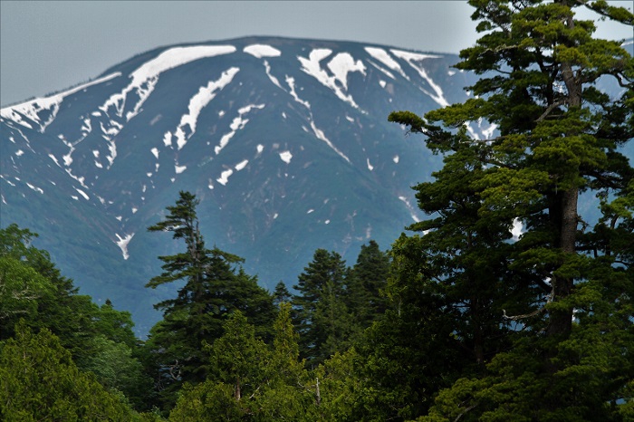 針葉樹林帯の奥に越後の名峰・日本１００名山の平ヶ岳（標高２１４１ｍ）の勇姿を望んで。万年雪も見られる平ヶ岳です（２０２０年６月１８日）。