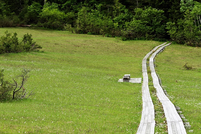 美しい湿原の光景が広がる裏燧林道・上田代湿原（２０２０年６月１８日）。