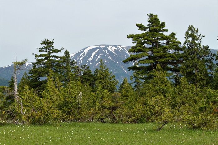 針葉樹林帯の奥に越後の名峰・日本１００名山の平ヶ岳（標高２１４１ｍ）を望んで（２０２０年６月１８日）。