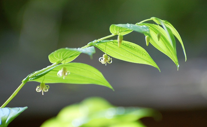 よく見ないとタケシマランの花々はなかなか見ることができませんが、その姿は、本当に綺麗です（２０２０年６月２４日午前６時２５分）。