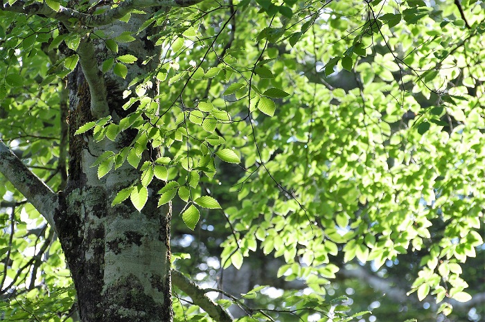 燧ケ岳・尾瀬御池登山口一合目下の巨大なブナの木の新緑の光景です（２０２０年６月２４日午前６時５０分）。