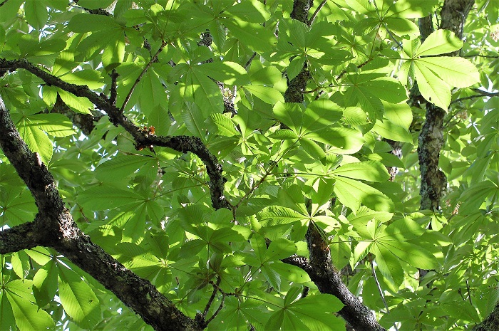 この日、燧ケ岳・尾瀬御池登山口一合目下あたりの栃の木の新緑が光り輝き、ダケカンバやブナの木とともに、本当に綺麗な新緑の光景が見られました（２０２０年６月２４日午前７時５５分）。