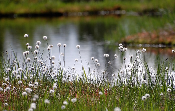 ワタスゲと清らかな池塘・心洗われる大自然の美しき景観（２０２０年６月２４日）。
