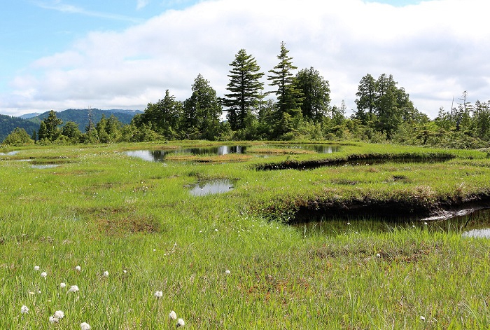 多くの池等が連なる、燧ケ岳・広沢田代です（２０２０年６月２４日）。