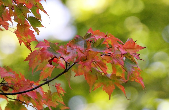 早いモミジは赤く染まり、秋の気配をより一層感じる紅葉の主役ですね（２０２０年１０月２日）。