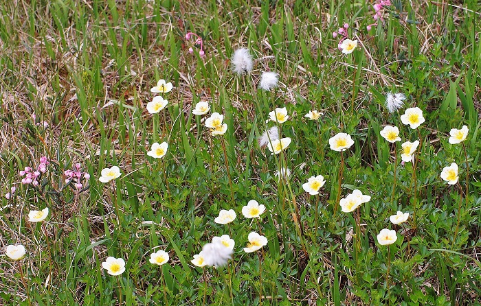 湿原一帯に咲き広がる美しき可憐な花々。心洗われる春から初夏の尾瀬国立公園の光景（２０２０年６月２４日）。