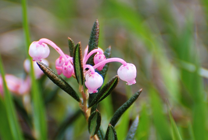 いつ見ても、ヒメシャクナゲは美しく綺麗ですが、熊沢田代湿原では、咲き広がる数の多さもまた特別です（２０２０年６月２４日）。